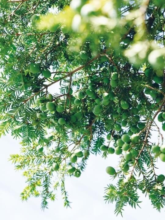 ナチュラディスティル川内村蒸溜所