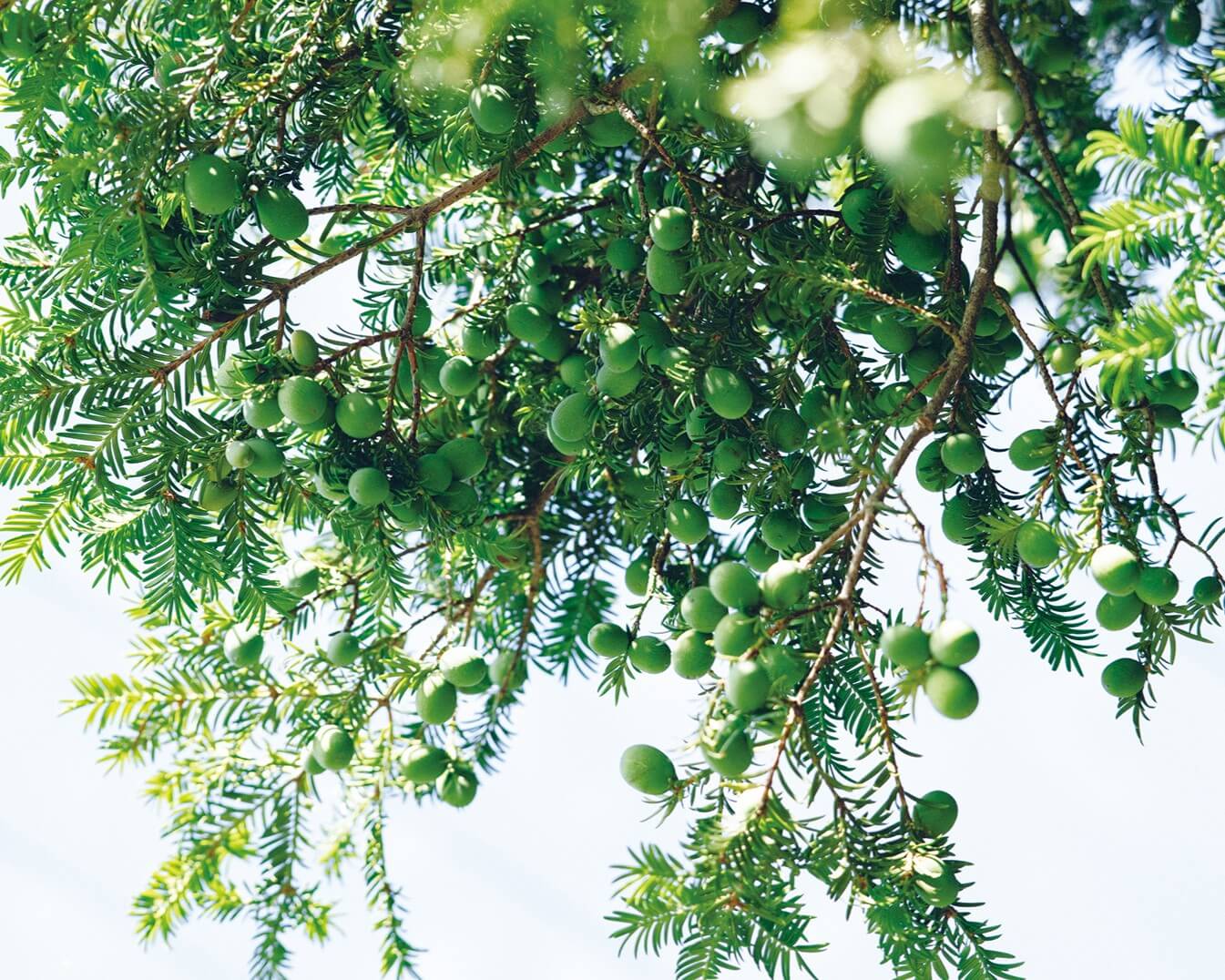 ナチュラディスティル川内村蒸溜所